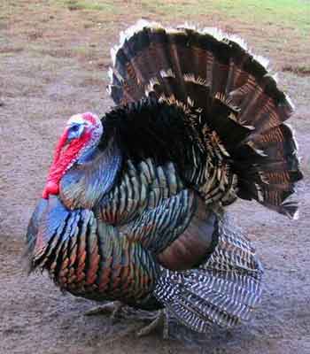 La Tinaja Ranch Turkey Hunts